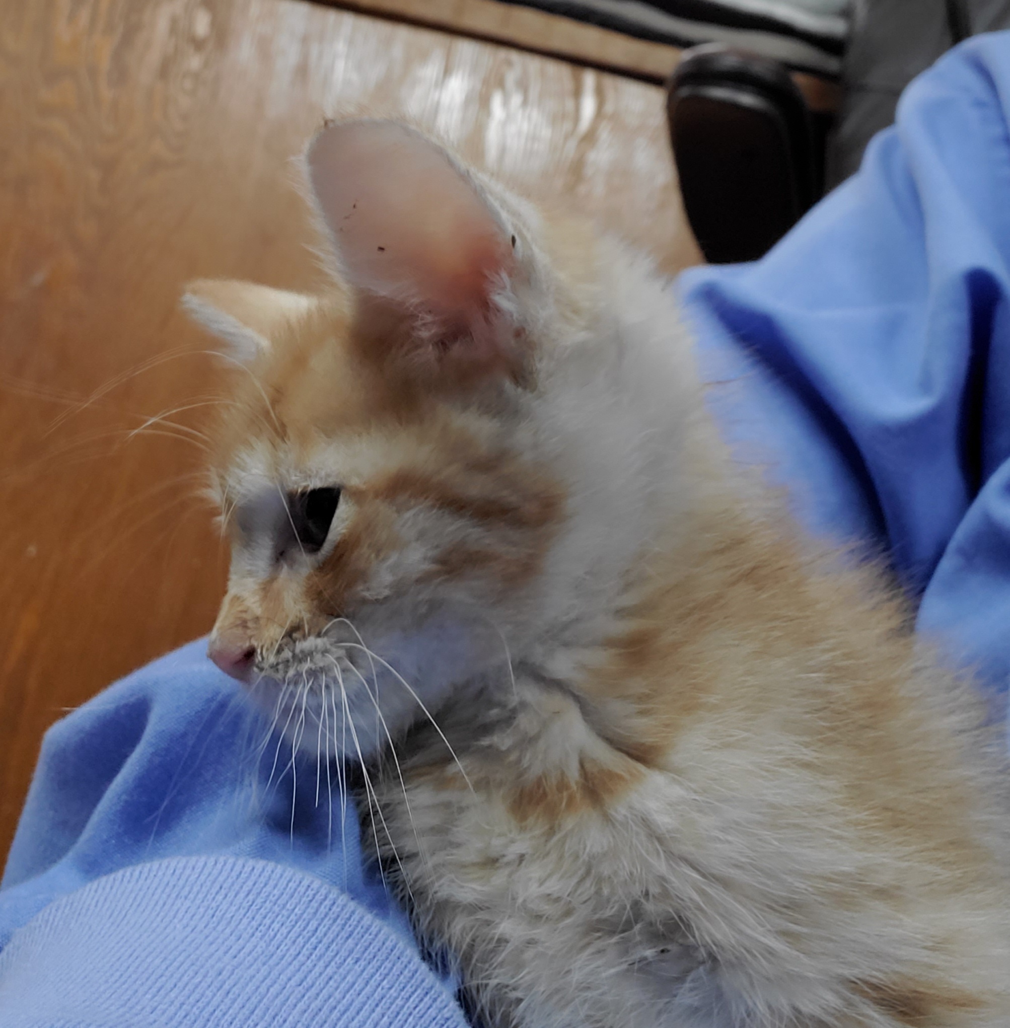 Cat for adoption Ethan, a Domestic Short Hair & Tabby Mix in Cut Bank