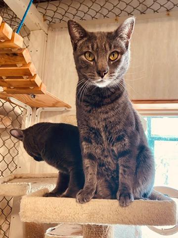 Andy, Adoptable, Young Male Domestic Short Hair & American Shorthair.