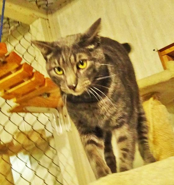 Enlarge Andy, a Adoptable mixed breed in Holly Springs, MS image 2/2
