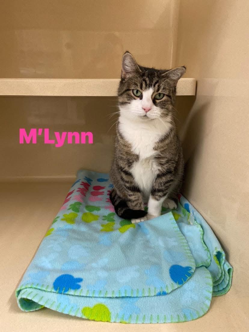 M’Lynn , ADOPTABLE, Adult Female Domestic Short Hair.