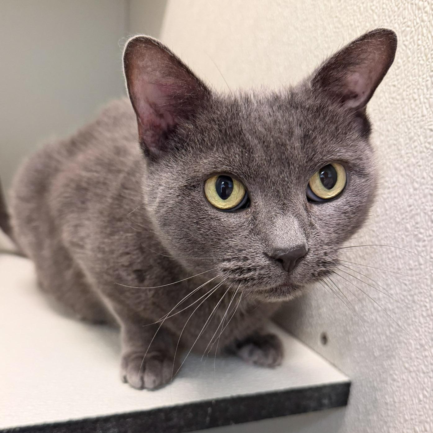 Heather, ADOPTABLE, Young Female Domestic Short Hair.