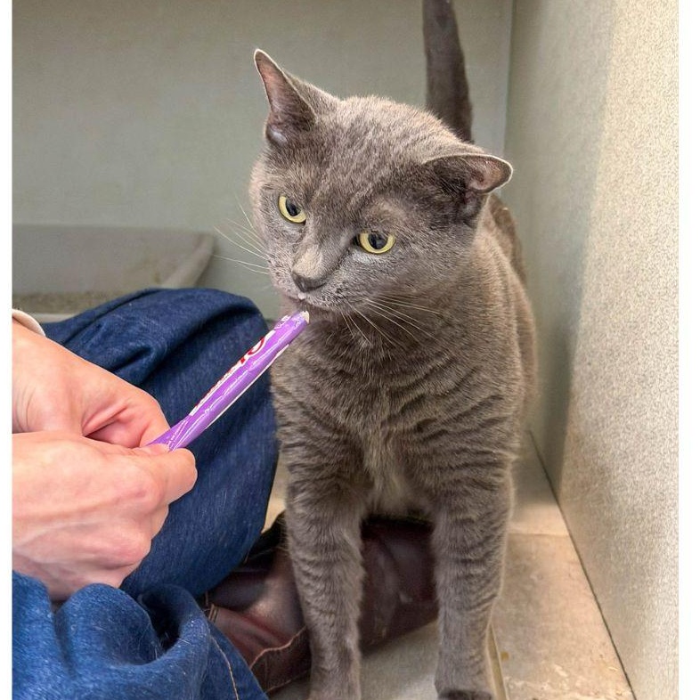 Enlarge Heather, a ADOPTABLE Domestic Short Hair in Stamford, CT image 4/4