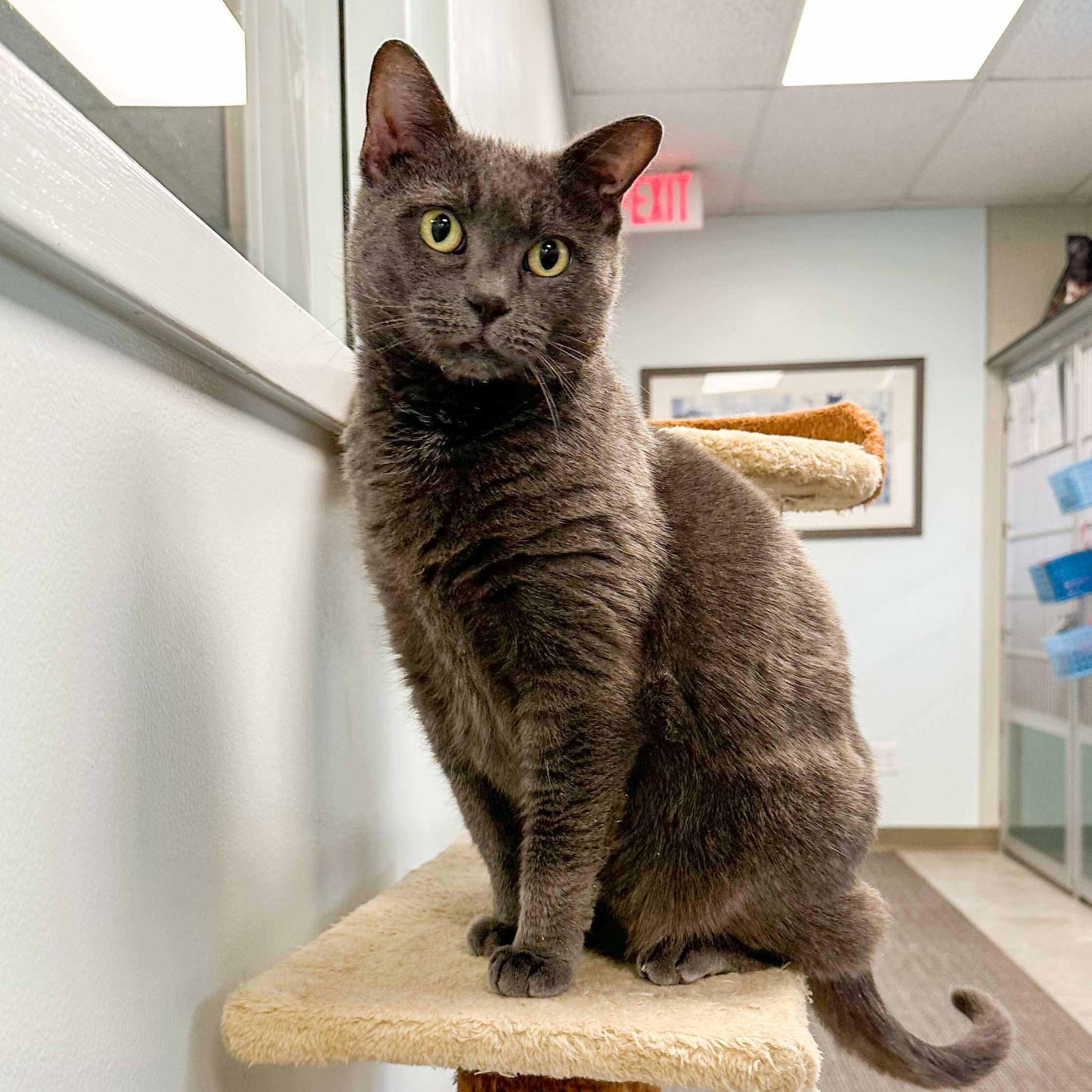 Enlarge Heather, a ADOPTABLE Domestic Short Hair in Stamford, CT image 2/4