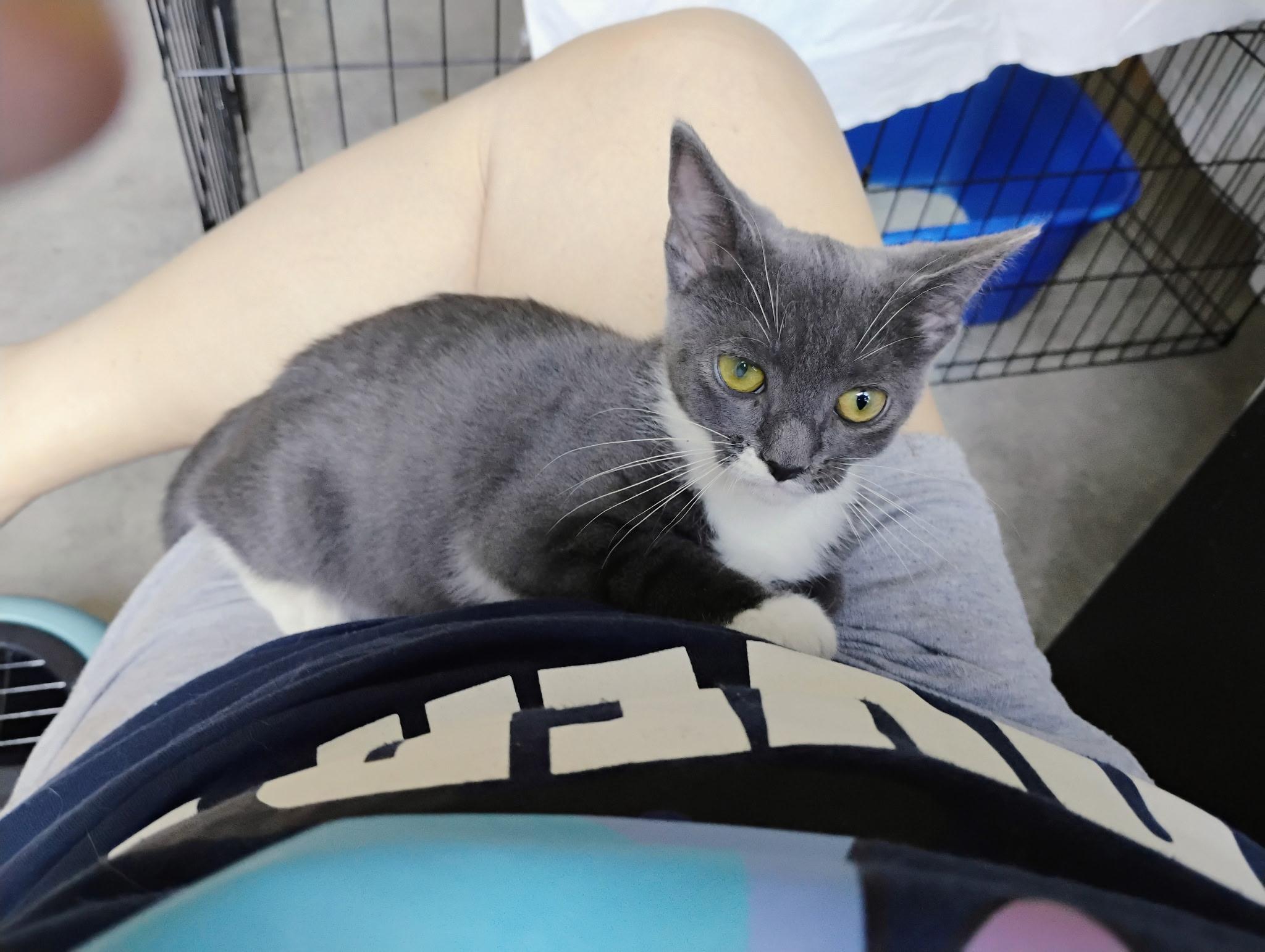 Little Bit, adopted, Young Female Domestic Short Hair.