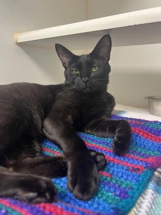 Enlarge Morticia, a ADOPTABLE mixed breed in Bellingham, WA image 3/4