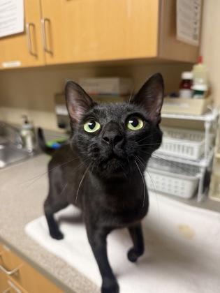 Enlarge Morticia, a ADOPTABLE mixed breed in Bellingham, WA image 4/4
