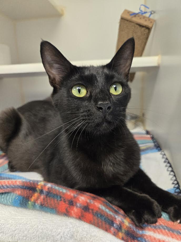 Enlarge Morticia, a ADOPTABLE mixed breed in Bellingham, WA image 2/4