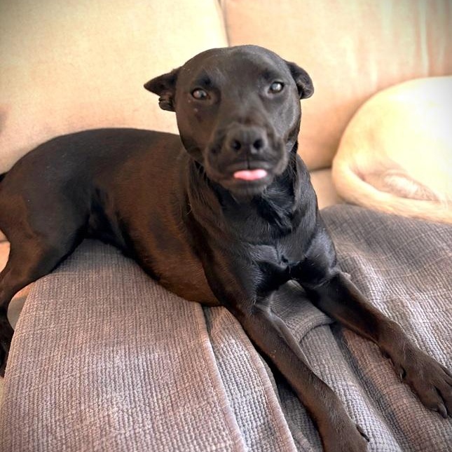 Jazzy, ADOPTABLE, Adult Female Terrier & Shepherd.