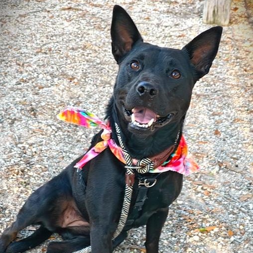 Jazzy, ADOPTABLE, Adult Female Terrier & Shepherd.