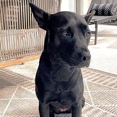 Jazzy, a ADOPTABLE mixed breed in Palm Harbor, FL image 3/3