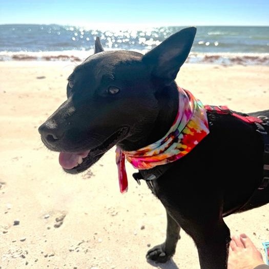 Jazzy, ADOPTABLE, Adult Female Terrier & Shepherd.