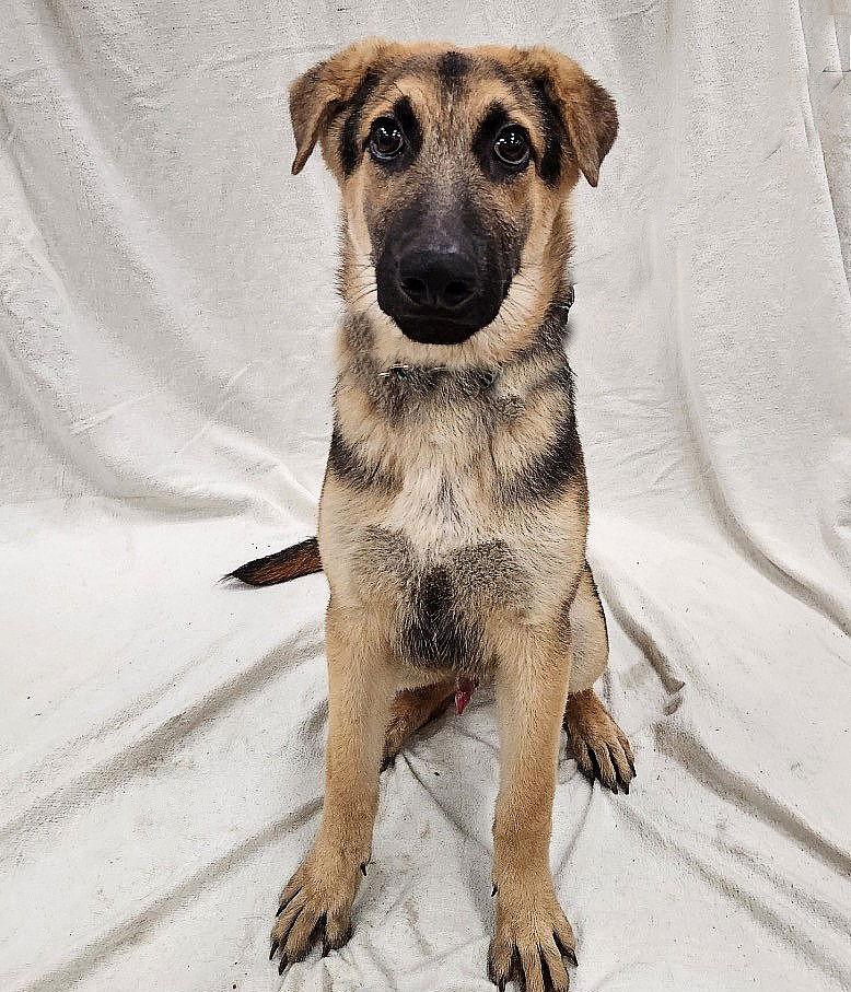 **SENECA**, Adoptable, Young Male Shepherd.