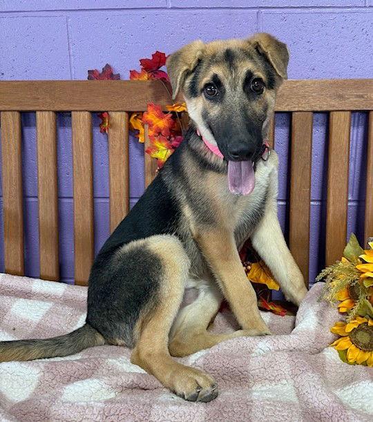 **SENECA**, a Adoptable Shepherd in North Prairie, WI image 2/3