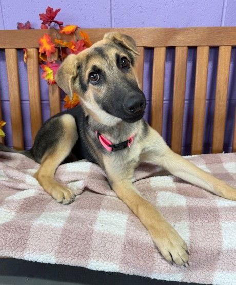 **SENECA**, Adoptable, Young Male Shepherd.