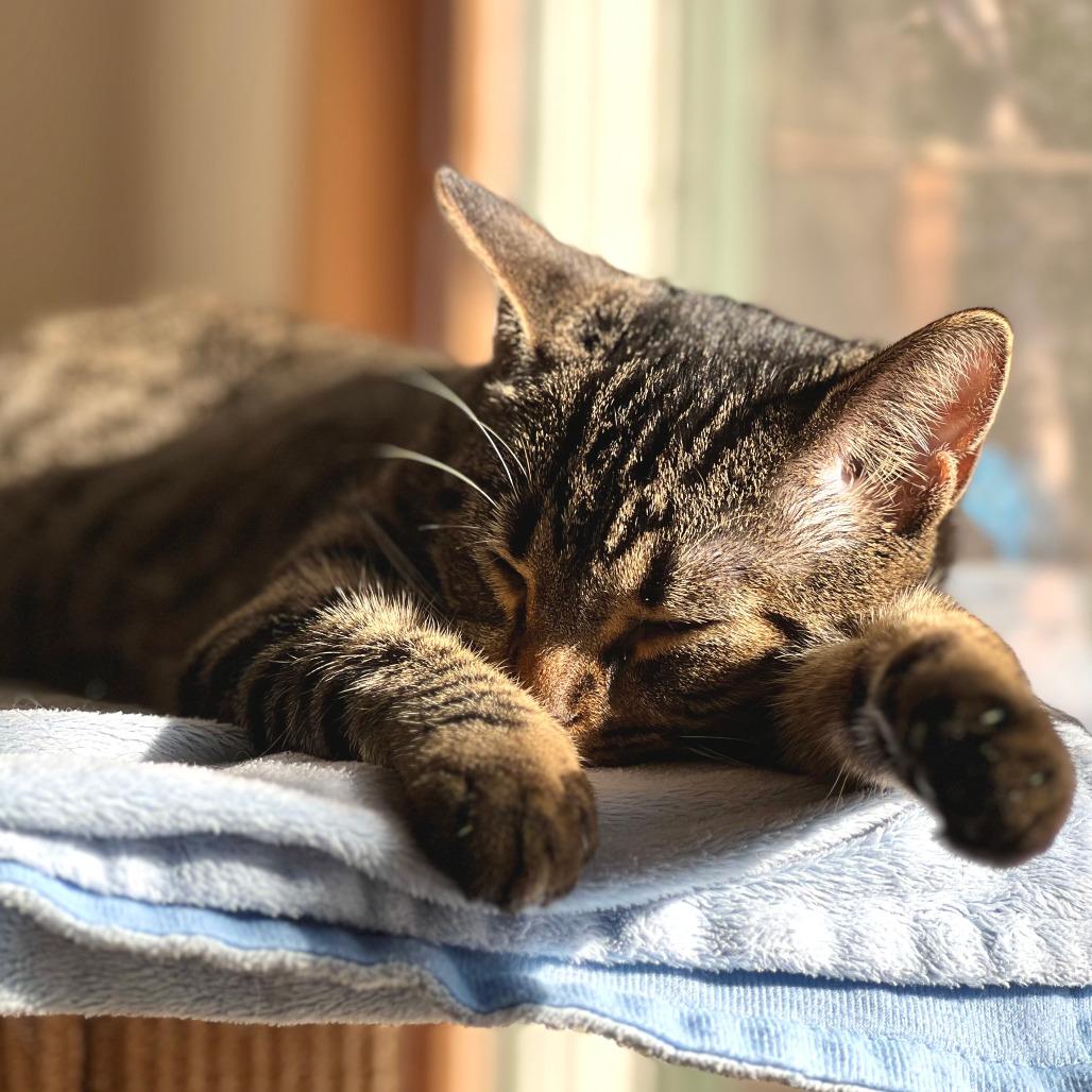 Enlarge Mouse, a Adoptable Domestic Short Hair in Durham, NC image 1/6