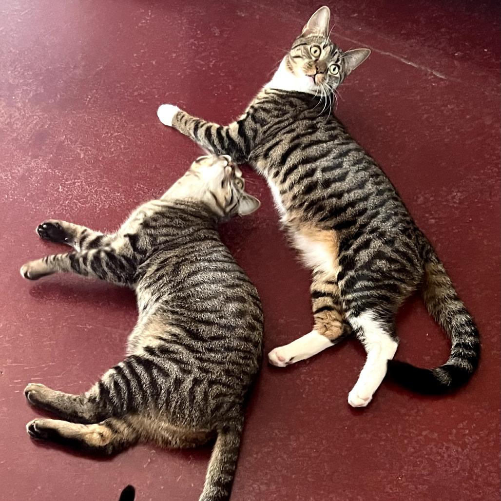 Enlarge Mouse, a Adoptable Domestic Short Hair in Durham, NC image 2/6