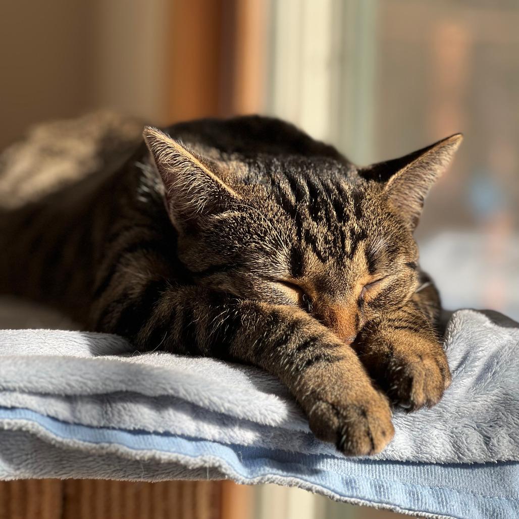 Enlarge Mouse, a Adoptable Domestic Short Hair in Durham, NC image 3/6