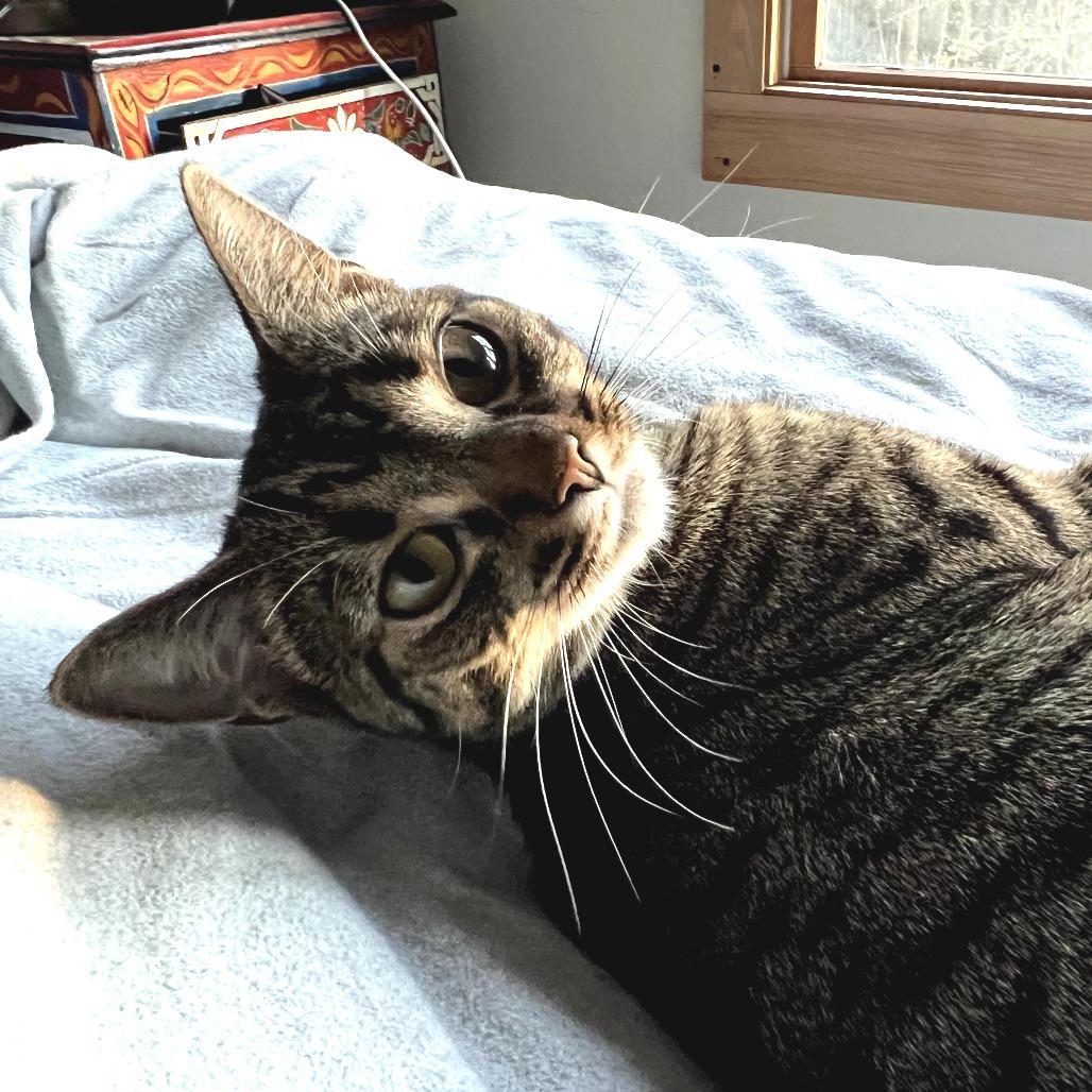 Enlarge Mouse, a Adoptable Domestic Short Hair in Durham, NC image 5/6