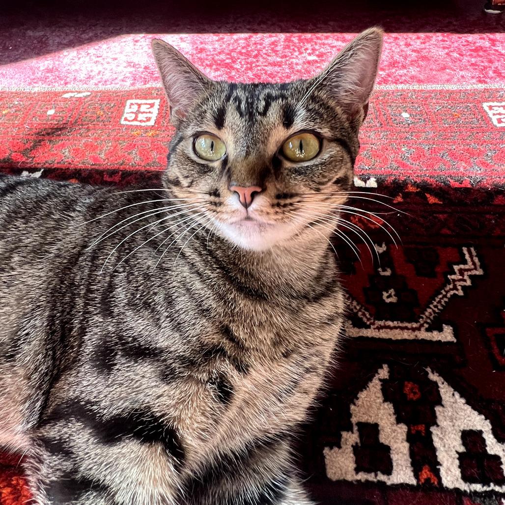 Enlarge Mouse, a Adoptable Domestic Short Hair in Durham, NC image 6/6