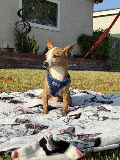 Sandy, a Adoptable mixed breed in Capistrano Beach, CA image 1/3