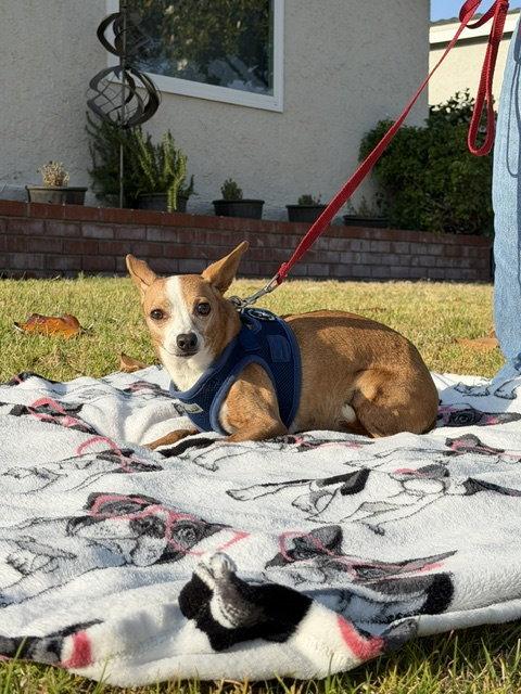 Sandy, a Adoptable mixed breed in Capistrano Beach, CA image 2/3