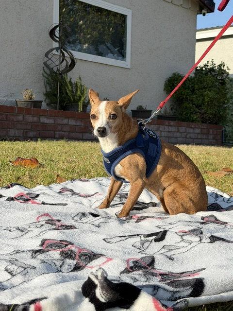 Sandy, a Adoptable mixed breed in Capistrano Beach, CA image 3/3