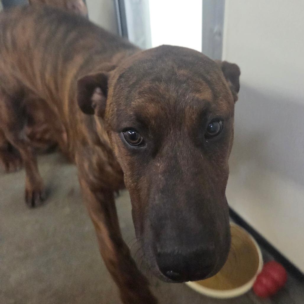 Toro, Adoptable, Young Male Mixed Breed.