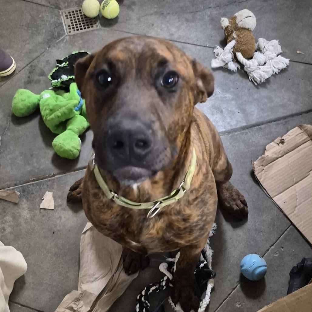 Toro, a Adoptable Mixed Breed in Fort Bragg, CA image 2/4