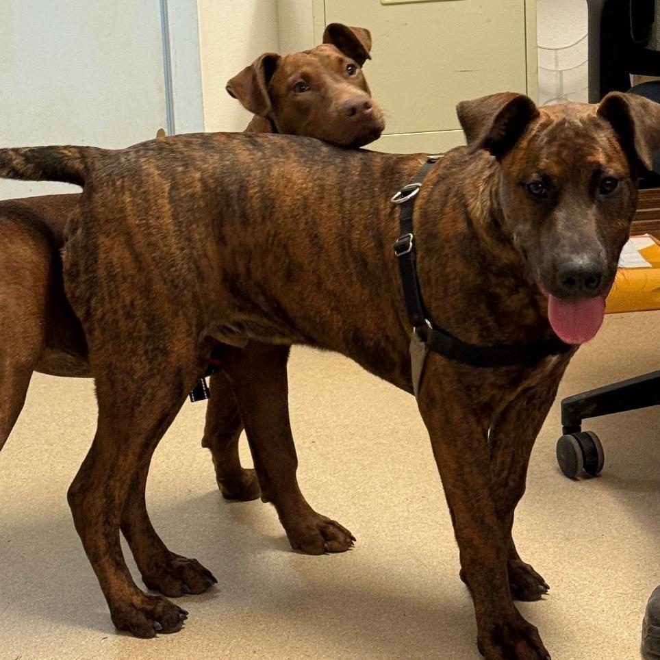 Toro, a Adoptable Mixed Breed in Fort Bragg, CA image 3/4