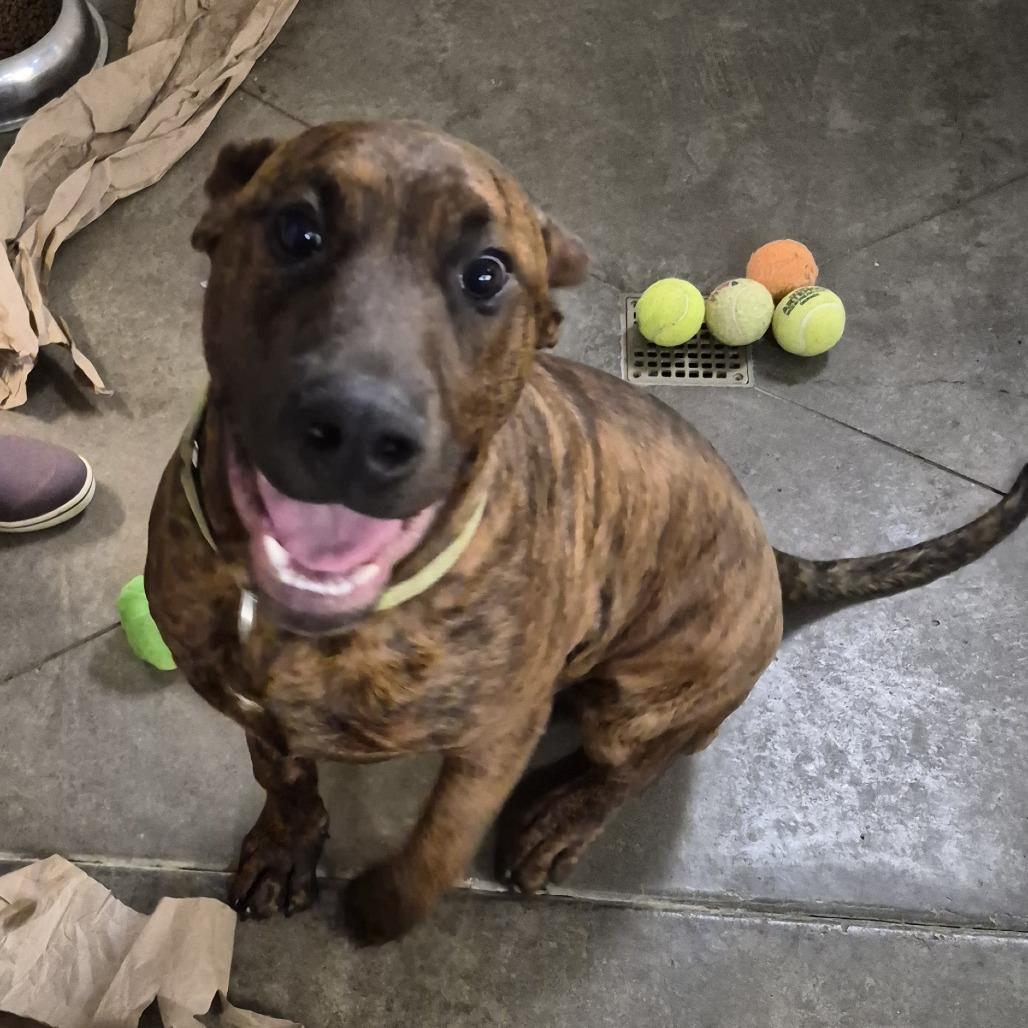 Toro, a Adoptable Mixed Breed in Fort Bragg, CA image 4/4