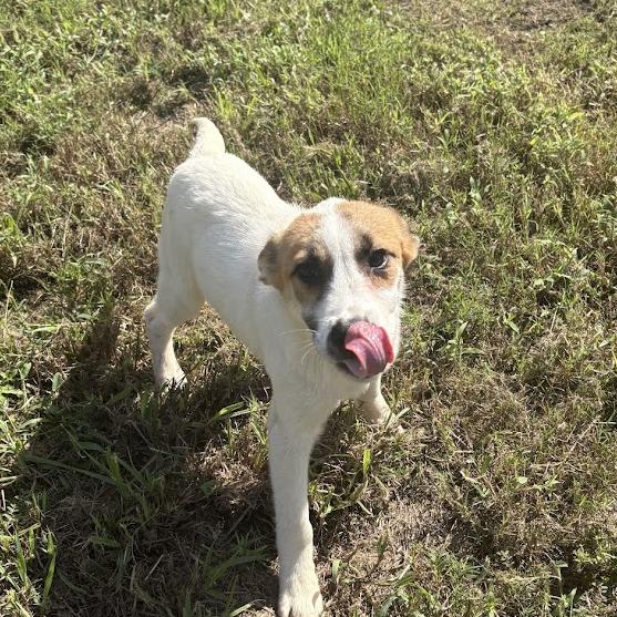 Evelyn, Adoptable, Puppy Female Labrador Retriever & Mixed Breed.