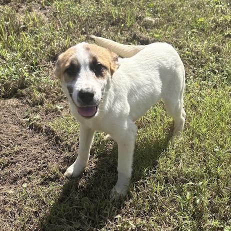 Enlarge Evelyn, a Adoptable mixed breed in North Charleston, SC image 2/6
