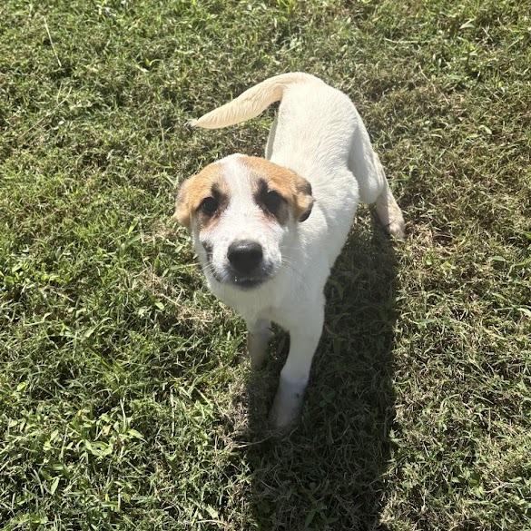 Enlarge Evelyn, a Adoptable mixed breed in North Charleston, SC image 3/6