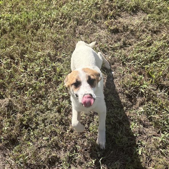 Enlarge Evelyn, a Adoptable mixed breed in North Charleston, SC image 4/6