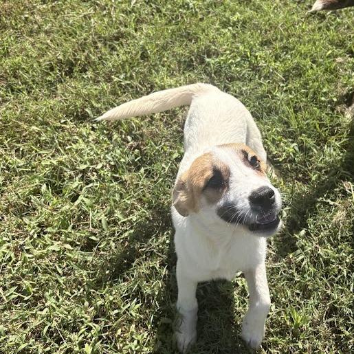 Enlarge Evelyn, a Adoptable mixed breed in North Charleston, SC image 5/6