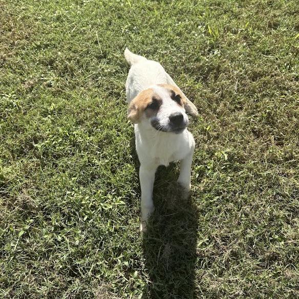 Enlarge Evelyn, a Adoptable mixed breed in North Charleston, SC image 6/6