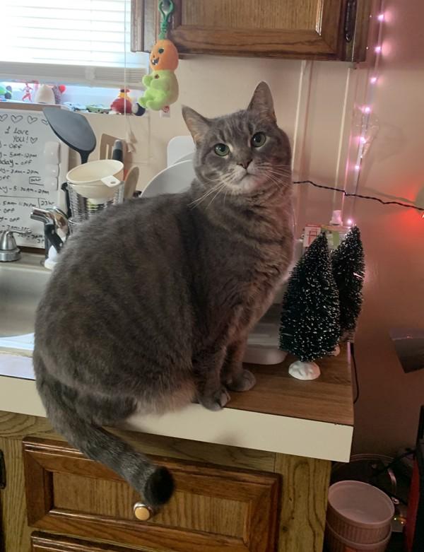 Lana (in Foster), Adoptable, Adult Female Domestic Short Hair.