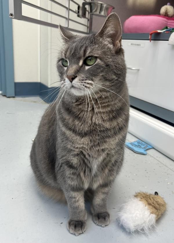 Enlarge Lana (in Foster), a Adoptable mixed breed in Skillman, NJ image 4/5