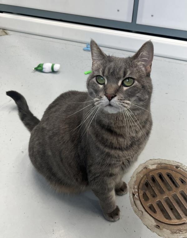 Enlarge Lana (in Foster), a Adoptable mixed breed in Skillman, NJ image 5/5