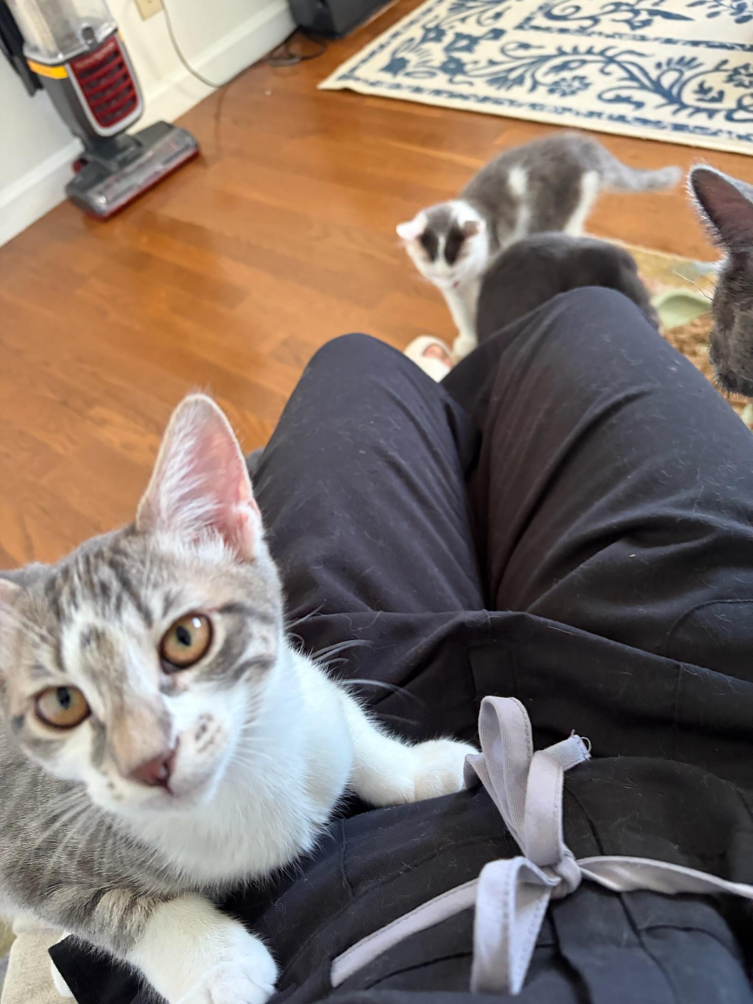 Enlarge Cricket-female kitten, a Adoptable Domestic Short Hair in San Francisco, CA image 3/3