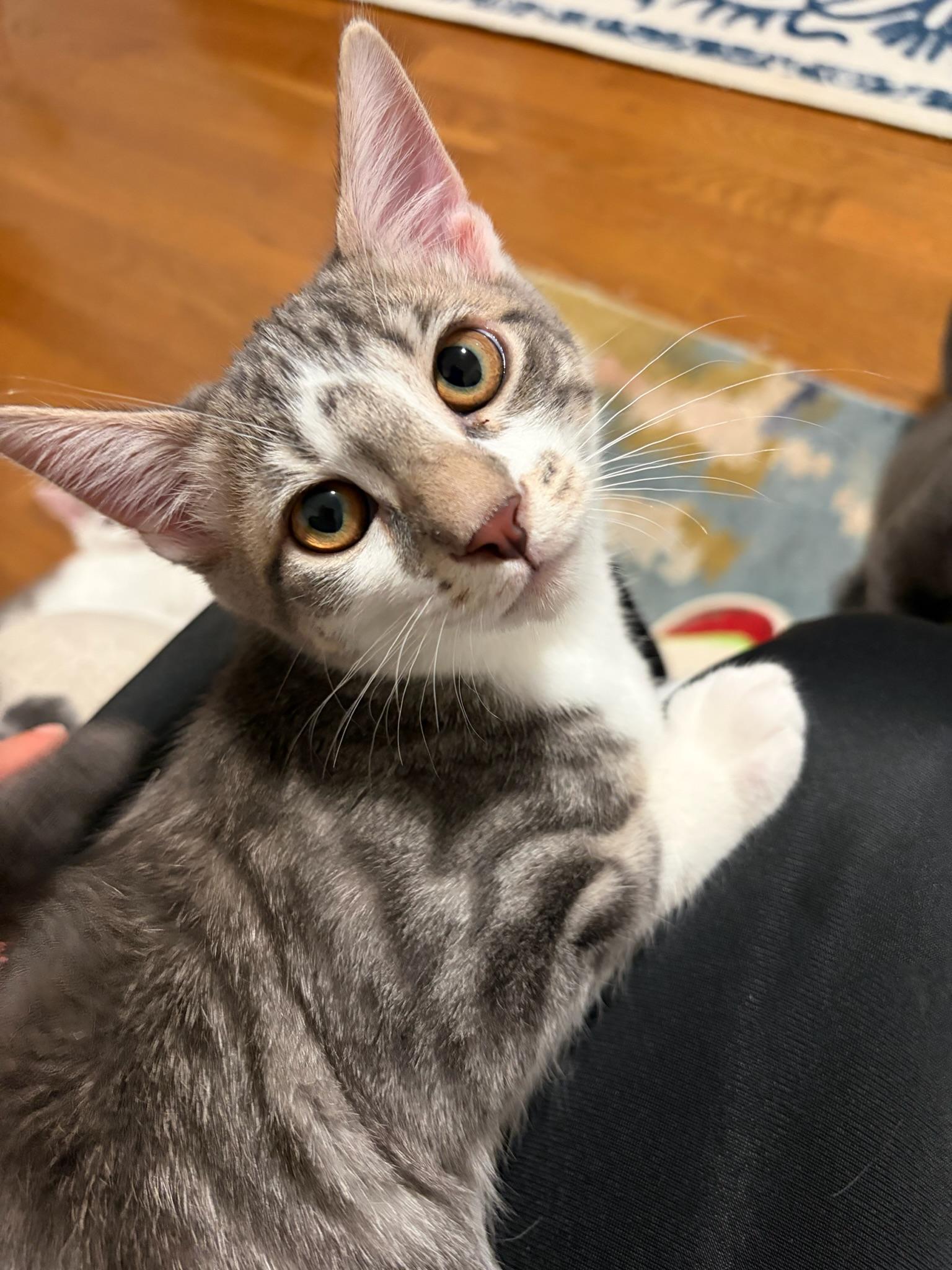 Enlarge Cricket-female kitten, a Adoptable Domestic Short Hair in San Francisco, CA image 2/3