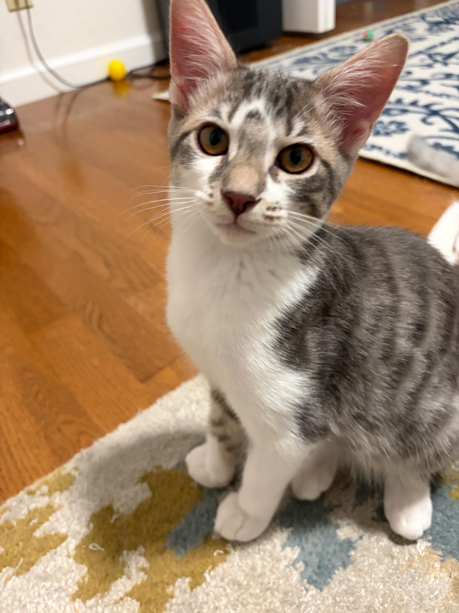 Cricket-female kitten, Adoptable, Kitten Female Domestic Short Hair.