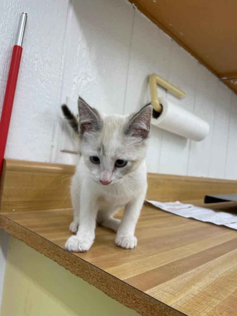 Enlarge Seraphina, a Adoptable Siamese in Fort Stockton, TX image 1/1