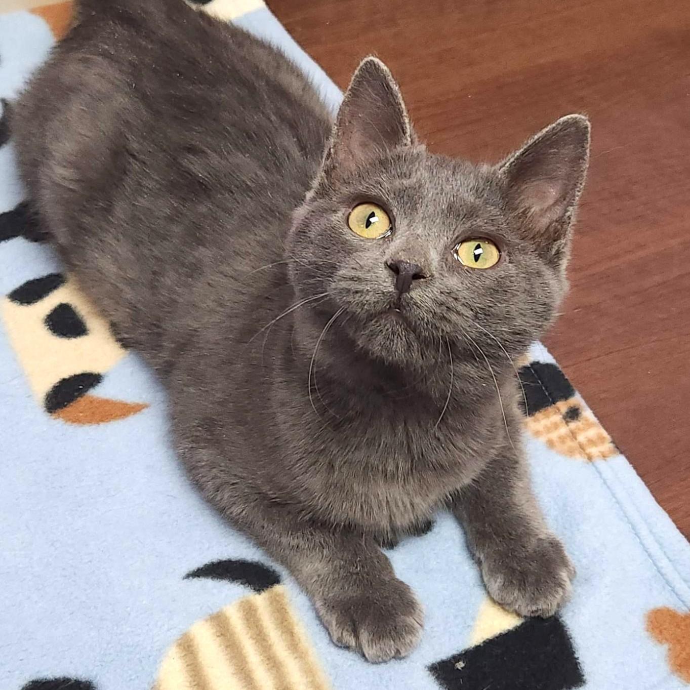 Enlarge Fun Size, an adopted Domestic Short Hair in Marshfield, WI image 5/6