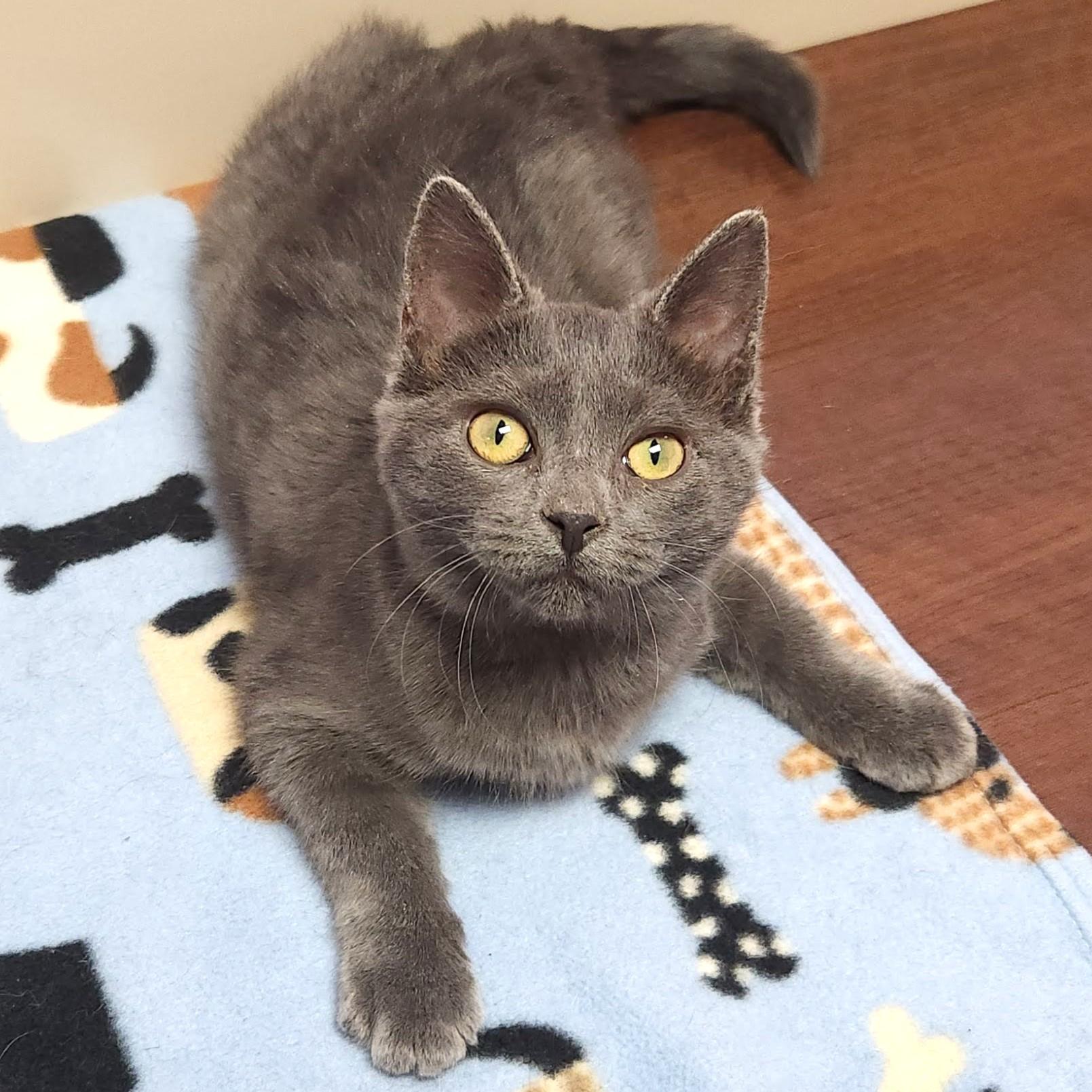 Enlarge Fun Size, an adopted Domestic Short Hair in Marshfield, WI image 4/6