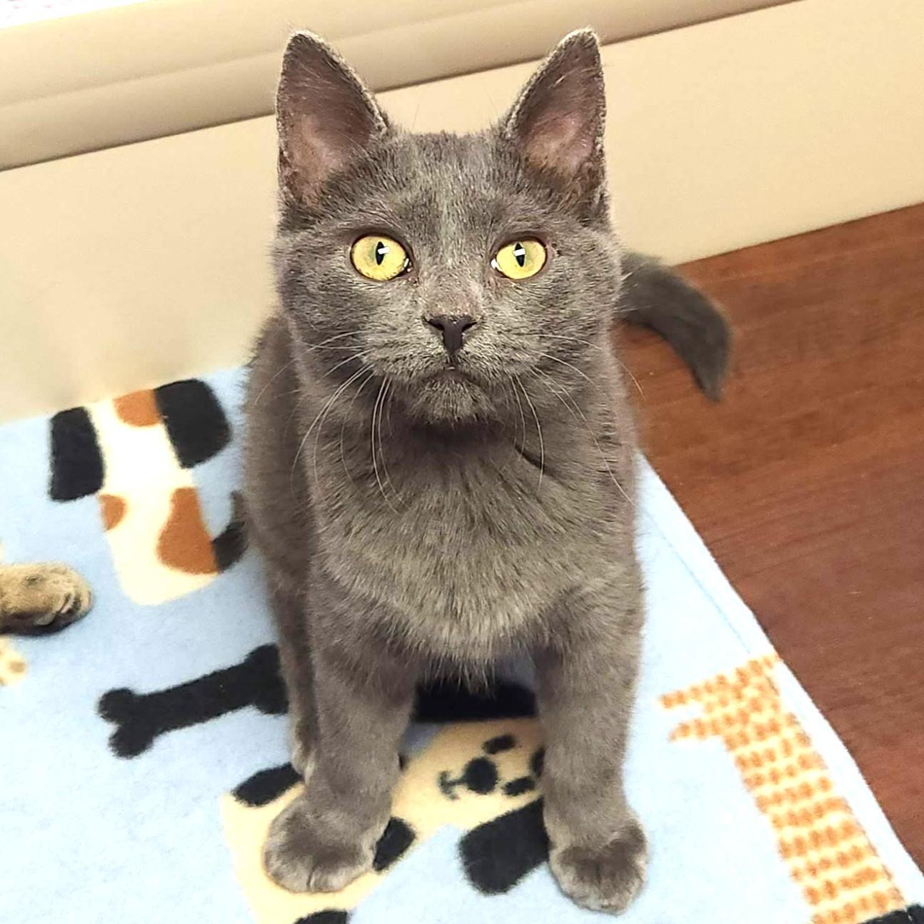 Enlarge Fun Size, an adopted Domestic Short Hair in Marshfield, WI image 2/6