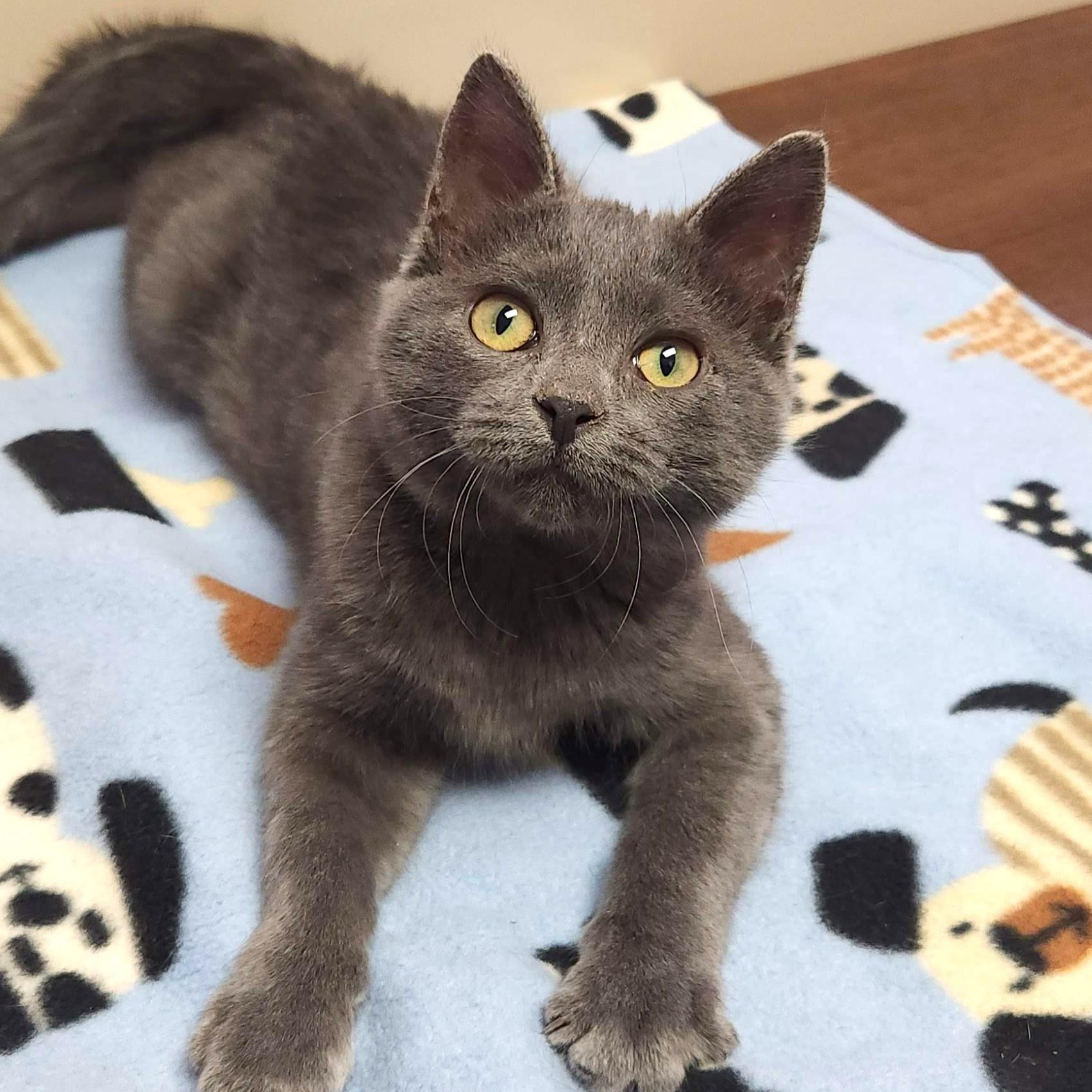 Enlarge Fun Size, an adopted Domestic Short Hair in Marshfield, WI image 1/6