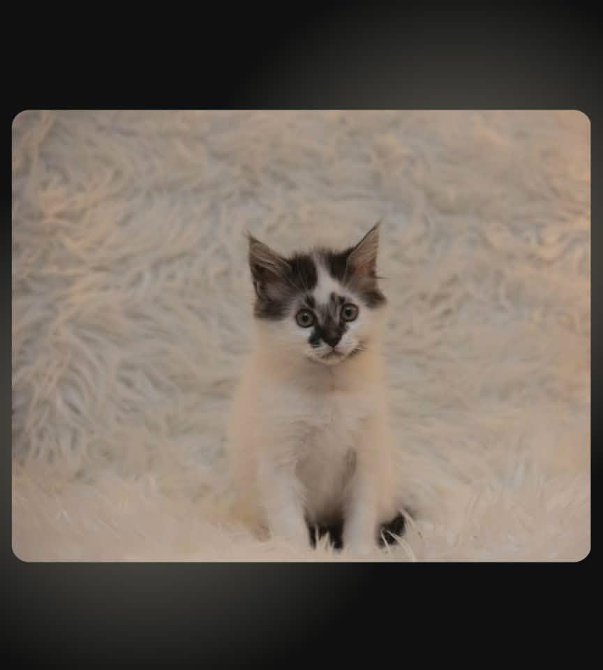 Hades, Adoptable, Kitten Male Domestic Medium Hair.