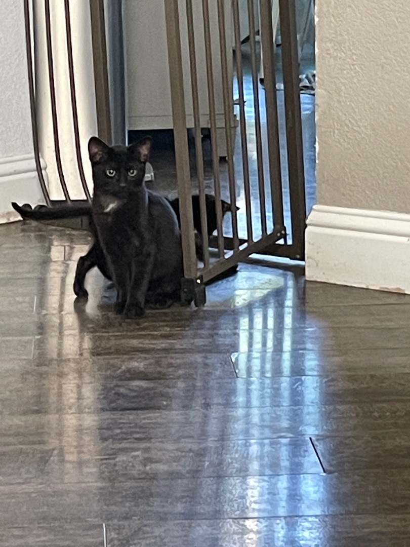 Enlarge Beast, a Adoptable Domestic Short Hair in El cerrito, CA image 1/3