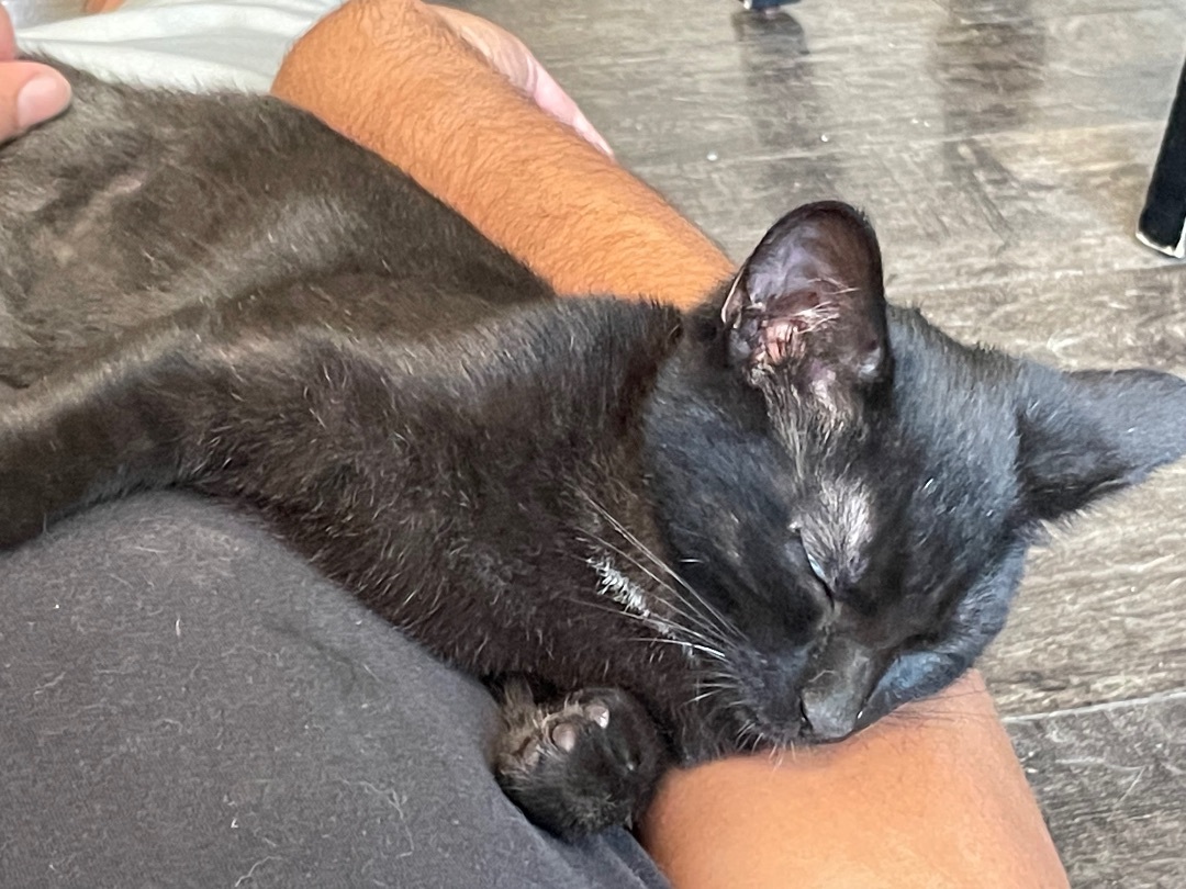 Enlarge Beast, a Adoptable Domestic Short Hair in El cerrito, CA image 3/3